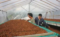 Giá cà phê tăng 200 - 300 đồng/kg
