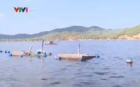 Cảnh báo ô nhiễm môi trường nước vùng nuôi tôm hùm