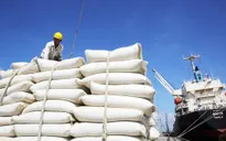 Xuất khẩu 400.000 tấn gạo: Chủ đề nóng tuần qua trên báo chí không kém dịch COVID-19