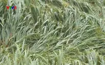 Mưa lớn gẫy đổ nhiều diện tích lúa Đông Xuân