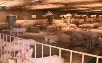 Đẩy mạnh tái đàn để tăng nguồn cung và ổn định giá thịt lợn