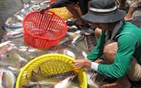 Giá cá giảm kéo dài vì dịch COVID-19, thủ phủ cá tra ĐBSCL điêu đứng