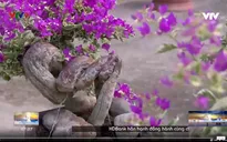 Bông giấy bonsai - ngã rẽ cho làm giàu.