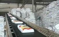 Lập đoàn kiểm tra liên ngành nắm tình hình gạo tại các cảng