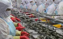 Xuất khẩu tôm vào Mỹ tăng mạnh