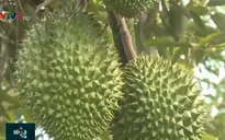 Sau những "cơn mưa vàng", vườn cây tại ĐBSCL hồi phục và đâm chồi