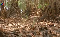 Phòng chống cháy rừng ở Vườn quốc gia Tràm Chim