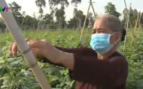 Thuê đất trồng màu làm từ thiện