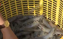 Nỗi lo thiếu hụt nguồn tôm xuất khẩu