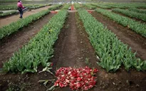 Nhật Bản cắt nhỏ 100.000 hoa tulip để tránh tụ tập ngắm hoa