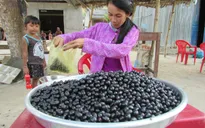 Quả trâm chín - Món quà quê mộc mạc vùng Bảy Núi