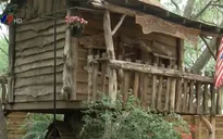 Mỹ: Bác sĩ tự cách ly... trên cây