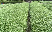 Vai trò hợp tác xã trong xây dựng nông thôn mới