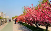 Người dân Trung Quốc bắt đầu đi du lịch sau mùa dịch bệnh