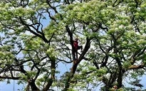 Lớp dạy phụ nữ leo cây vượt qua chứng sợ độ cao