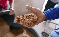 Thái Lan chưa hạn chế xuất khẩu gạo