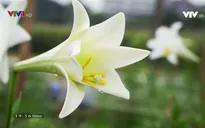 Hương sắc mùa hoa tháng Tư trên phố phường Hà Nội