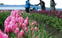 Nông dân trồng hoa tulip ở Mỹ thất thu vì COVID-19