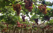 Nho Ninh Thuận vào mùa nhưng khó tiêu thụ
