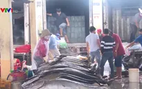 Giá cá ngừ đại dương giảm mạnh