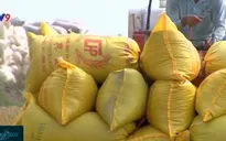 Trồng lúa an toàn, hiệu quả và bền vững với chuỗi liên kết lúa gạo