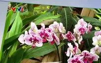 Hoa lan trồng tại Pháp có gì đặc biệt?