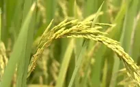An Giang kiến nghị cho cơ chế xuất khẩu lại gạo, nếp