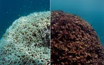 Rạn san hô Great Barrier trải qua đợt tẩy trắng nghiêm trọng nhất trong lịch sử