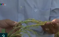 Sử dụng giống lúa Thiên Đàng chưa được phép lưu hành, người dân hoang mang