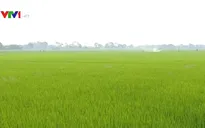 Nhiều giải pháp đảm bảo thắng lợi vụ lúa Đông Xuân