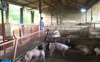 Bộ NN&PTNT đề nghị các cơ sở chăn nuôi nhỏ lẻ giảm giá lợn xuống 70.000 đồng/kg