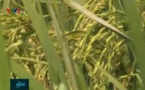 Công ty "bẻ kèo" không thu mua, nông dân bán tháo lúa Thiên Đàng