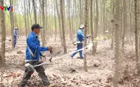 Chi bộ nhà máy Tân Mai - Chi bộ 45 năm giữ rừng