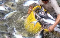 Liên kết với doanh nghiệp để ổn định sản lượng cá tra