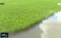 ĐBSCL: Giảm thiệt hại nhờ chủ động ứng phó hạn, mặn