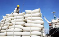 Giá gạo Việt Nam xuất khẩu cao chót vót