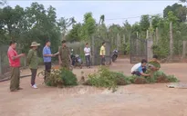 Liên tiếp phát hiện, xử lý 3 gia đình trồng cần sa trái phép ở Đăk Lăk