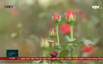 Đà Lạt: Giá hoa tăng trở lại, sản lượng không đáp ứng đủ nhu cầu