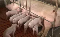 "Cháy" hàng, giá lợn giống đắt kỷ lục