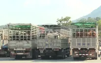 Cửa khẩu Cha Lo: Kiểm dịch trâu, bò nhập khẩu qua loa, tiềm ẩn nguy cơ dịch bệnh