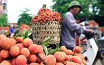 Sau 100 ngày chăm sóc đặc biệt, vải Bắc Giang chuẩn bị "khởi hành" sang Nhật