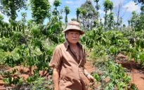 Trồng hơn 1.000 cây cần sa trong... rẫy cà phê