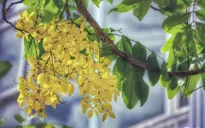 Ngắm muồng hoàng yến nở rộ dưới nắng hè
