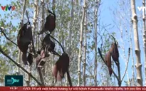 Sóc Trăng khẩn trương lấy nước cứu rừng ngập mặn