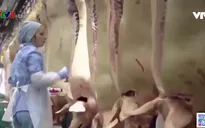 Đà Nẵng: Thịt heo nhập khẩu được tiêu thụ nhiều tại các chợ