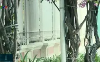 Tái diễn tình trạng cắt nhổ trộm cây hoa giấy ở thành phố Nha Trang