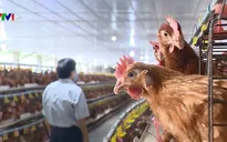 Nông dân tìm cách tiêu thụ sản phẩm trong dịch bệnh