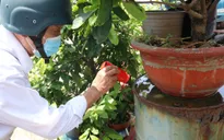 Thành phố Hồ Chí Minh: Cảnh báo dịch bệnh sốt xuất huyết vào mùa