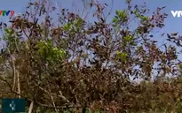 ĐBSCL: Nhà vườn cần hỗ trợ để phục hồi vườn cây ăn trái