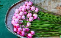 Sen Hồ Tây vào mùa, rực rỡ khoe sắc khắp phố phường Hà Nội